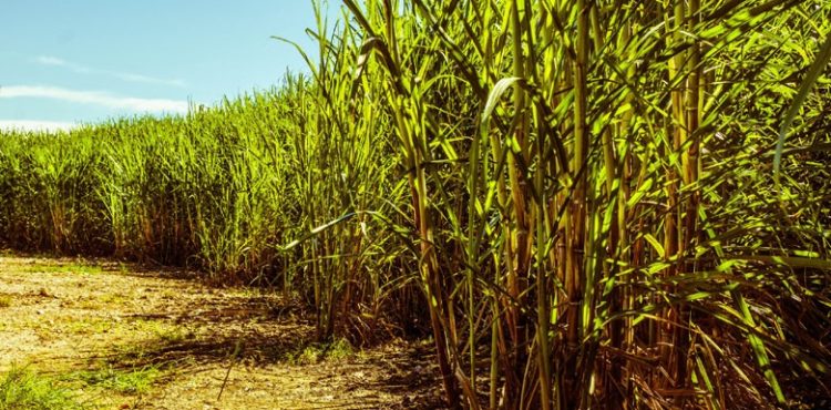 Produção de cana-de-açúcar deve aumentar 7% em Pernambuco