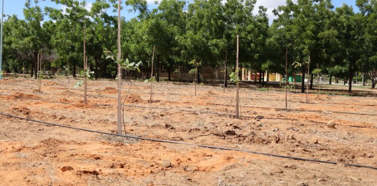 Parque Josepha Coelho recebe mais de 200 novas árvores