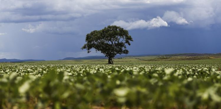 Produção agrícola em 2020 chega a R$ 470,5 bilhões e bate recorde