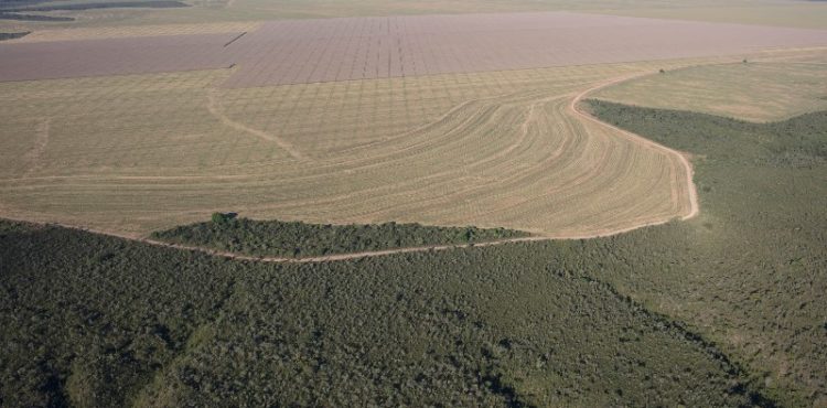 200 mil campos de futebol: esse é o cenário atual do desmatamento no Brasil