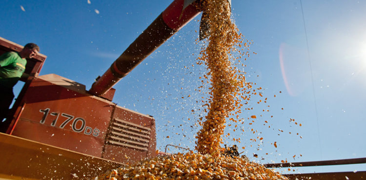 Governo prevê crescimento de 30% na safra de grãos em 10 anos