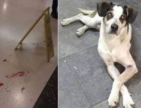Inquérito é aberto para apurar morte de cachorro em supermercado em São Paulo