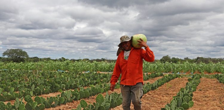 Garantia Safra: agricultores que ainda apresentam pendências cadastrais recebem parcelas retroativas a partir deste mês