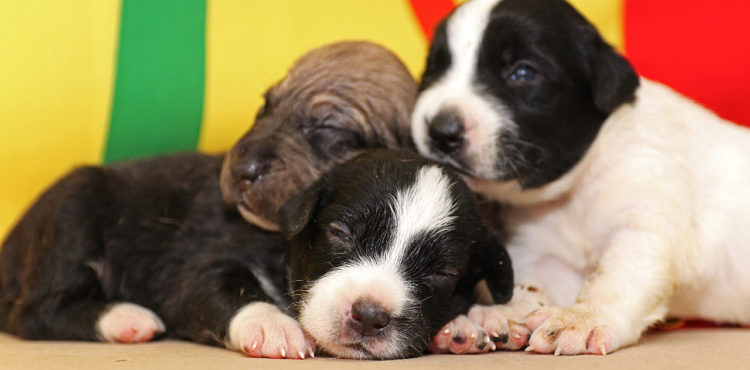 Petrolina promove feira de adoção de cães e gatos neste domingo (26)