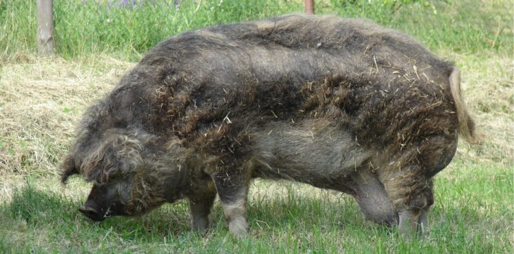 Fazendeiro passa mal e é devorado por seus porcos na Polônia