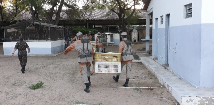 Frangos apreendidos pela Vigilância Sanitária são doados ao Parque Zoobotânico do 72º BIMtz