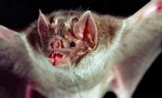 Cientistas encontram sete novos coronavírus em morcegos na África