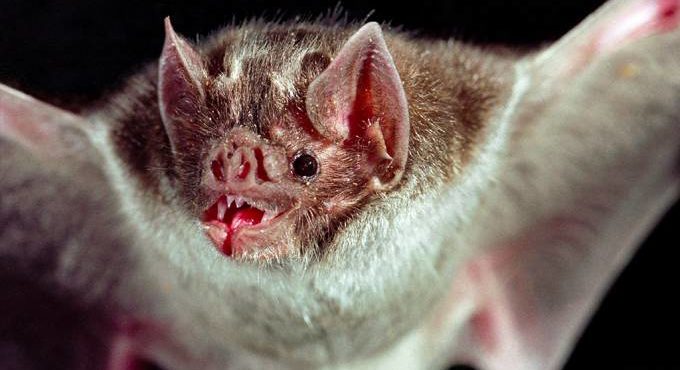 Cientistas encontram sete novos coronavírus em morcegos na África