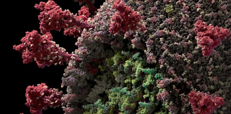 Novo teste é capaz de identificar anticorpos de sete coronavírus humanos