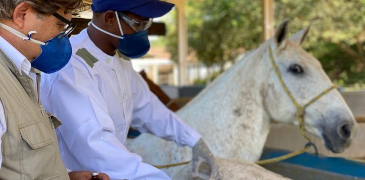 Brasileiros descobrem que anticorpo de cavalos contra a Covid é até 50 vezes mais potente