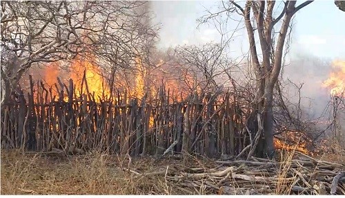 Incêndio florestal atinge área de caatinga em Pilão Arcado (BA)