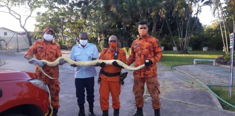 Cobra píton de 3 metros assusta moradores e é resgatada do telhado de casa em Fortaleza