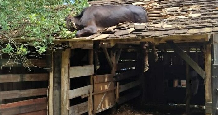 Vaca é resgatada após ficar presa em telhado em Santa Catarina