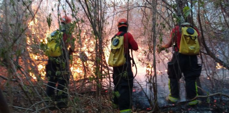 Incêndio de grandes proporções atinge parque em área de Caatinga em Serra Talhada