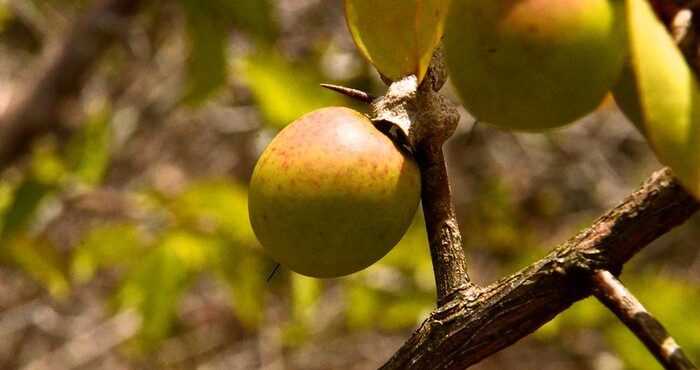 Estudo revela que plantas nativas da Caatinga tem potencial para uso medicinal