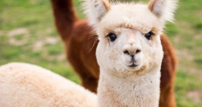 Nanocorpos encontrados em alpacas reduzem carga viral da Covid