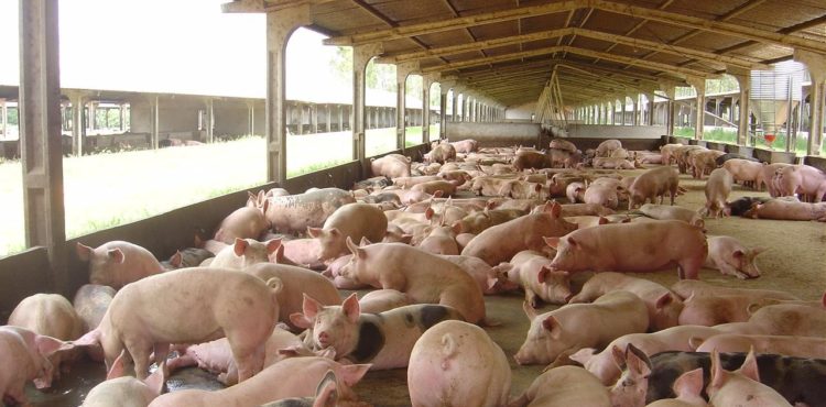 Adagro alerta sobre foco de peste suína no Piauí