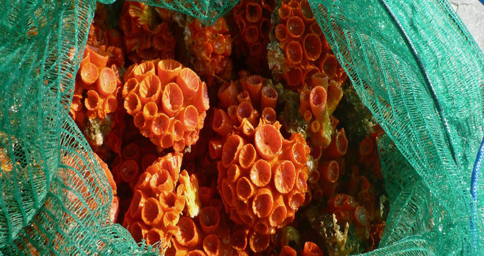 Coral nocivo à natureza avança para áreas de proteção ambiental de Pernambuco