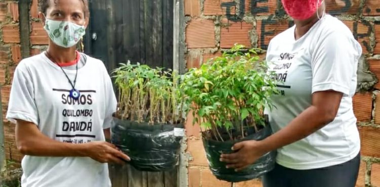 Mais 72 mil mudas da Biofábrica da Bahia chegaram a agricultores familiares no mês de abril