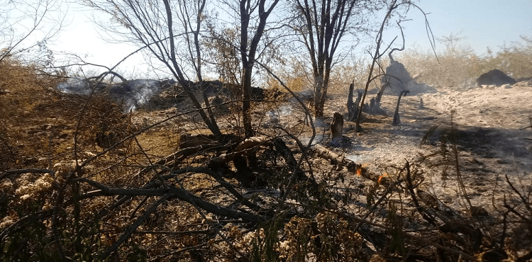 Bombeiros controlam incêndio em vegetação de caatinga na zona rural de Juazeiro
