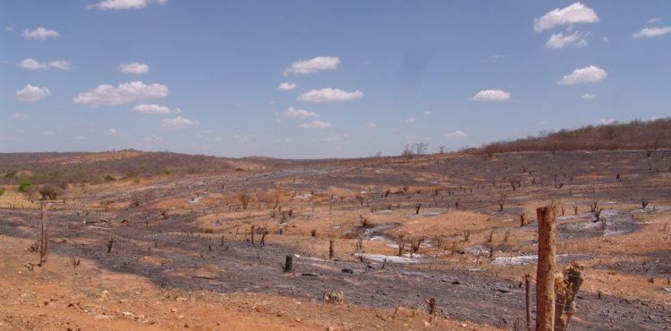 Live celebra Dia de Combate à Desertificação