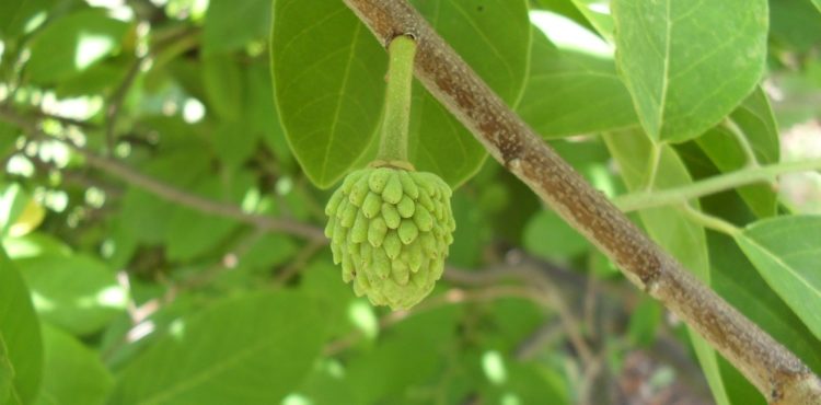 Pesquisadores da Univasf descrevem nova molécula isolada de planta cultivada na região