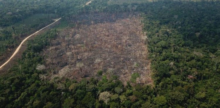 Desmatamento na Amazônia bate recorde pelo 4º mês seguido