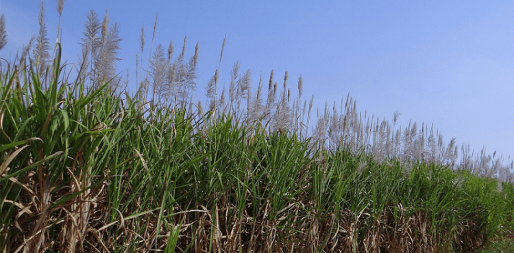 Pernambuco bate recorde em valor de produção agrícola puxado por cana-de-açúcar