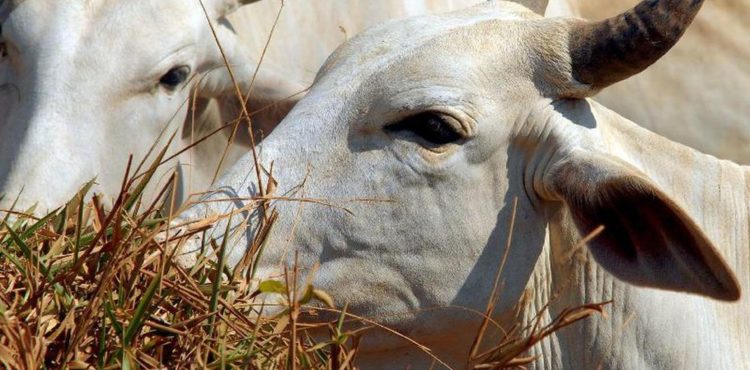 Pecuária tem alta de 16,5% em Pernambuco; produção leiteira bateu recorde Pecuária tem alta de 16,5% em Pernambuco; produção leiteira bateu recorde