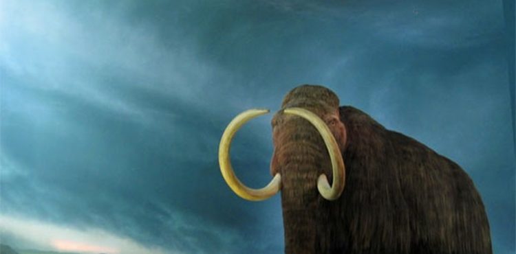 Empresa anuncia US$ 15 milhões para trazer à vida um mamute extinto há 10 mil anos