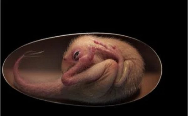 Cientistas encontram ovo com embrião de dinossauro preservado; veja