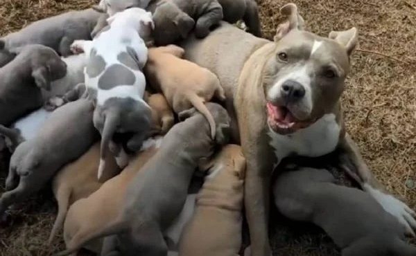 Cachorrinha adotada dá à luz uma ninhada com 15 filhotes e encanta web
