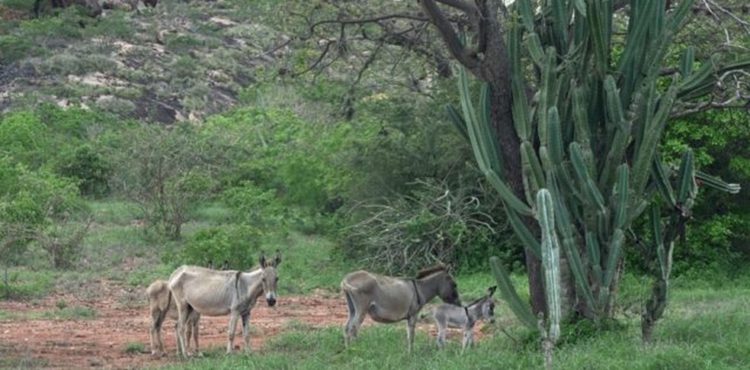‘É como matar um cão’: o polêmico abate de jegues no Nordeste para produção de remédio na China