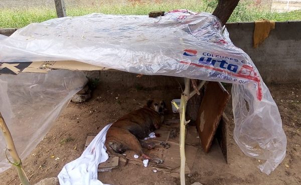 Petrolina: Moradores pedem ajuda do Centro de Zoonoses para socorrer cadelinha doente no bairro Vila Débora