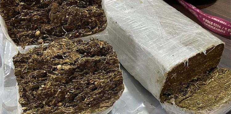 Apreensões de maconha em rodovias baianas crescem 22%