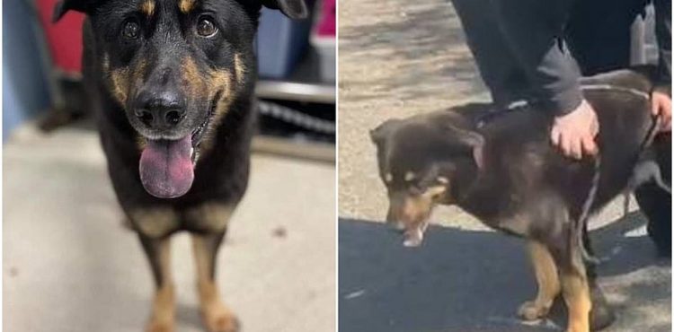 Donos abandonam cachorro por acharem que ‘ele é gay’