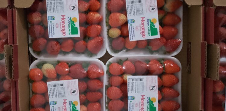 Cooperativa de morangos faz reposicionamento de marca visando acessar mais mercados 