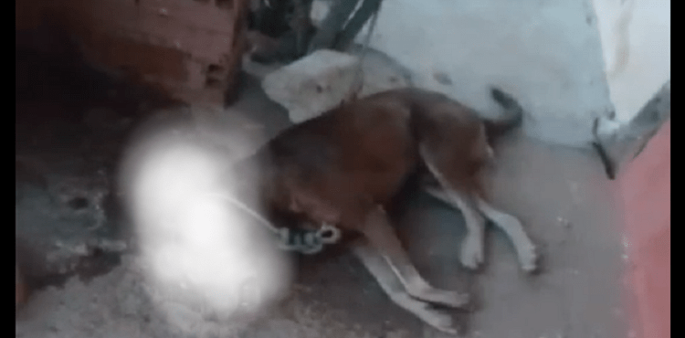 População denuncia envenenamento de cães em Juazeiro