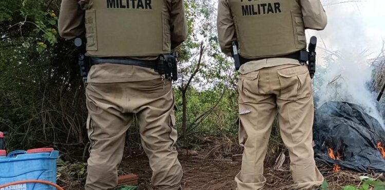 Polícia Militar da Bahia erradica mais de mil pés de maconha em Curaçá