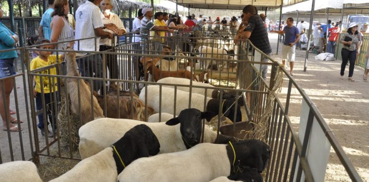 XI Feira de Caprinos e Ovinos acontece em Juazeiro