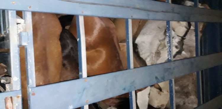 Prefeitura faz parceria com MP para punir donos de animais soltos nas ruas