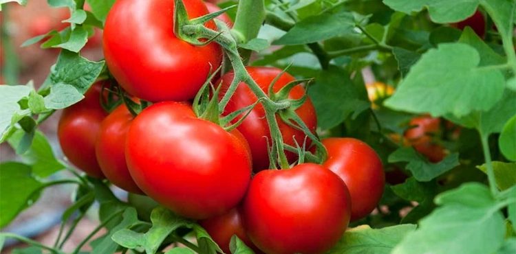 Embrapa cria tomates mais nutritivos e com maior produtividade