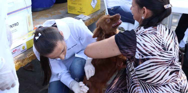 Prefeitura de Petrolina segue com campanha de vacinação contra raiva em cães e gatos