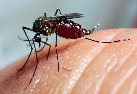 Marcador biológico facilita diagnóstico da dengue hemorrágica