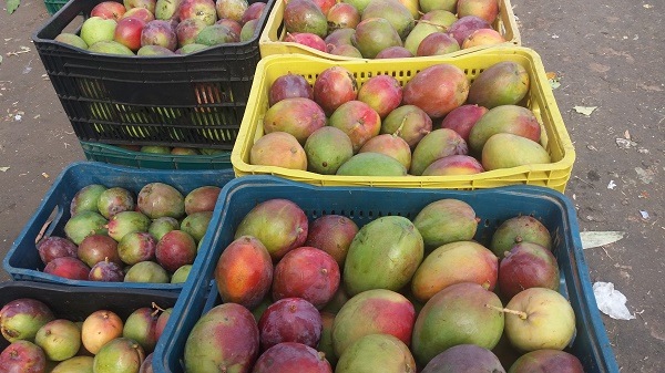 Semana inicia com preços baixos nos produtos comercializados no Mercado do Produtor de Juazeiro