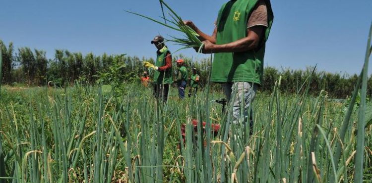 Nordeste perdeu 1 milhão de trabalhadores no campo de 2012 para 2017