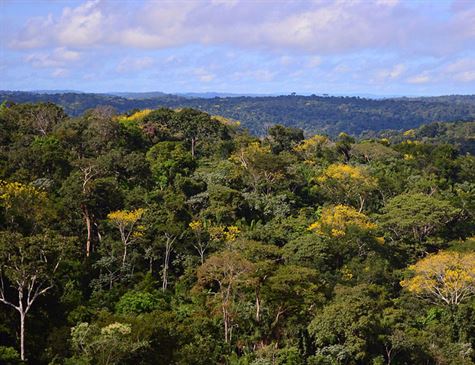 Brasil vigia desmatamento na Amazônia por satélites