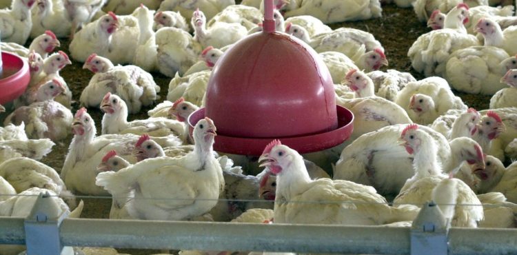 Anvisa proíbe venda de lotes de frango da Perdigão