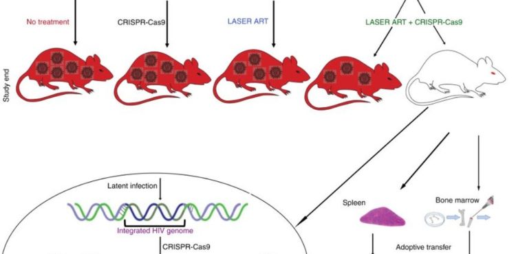 Vírus do HIV é eliminado do genoma de animais vivos em pesquisa nos EUA