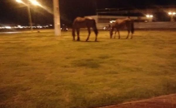 Grama da Rotatória do Pedra Linda vira ‘pasto’ para cavalos em Petrolina